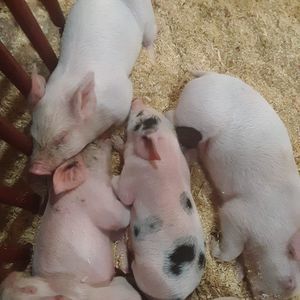 Meet your Posher, Priscilla